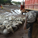 A worker carries wet cobalt at the Shinkolobwe Cobalt mine in the Democratic Republic of Congo.